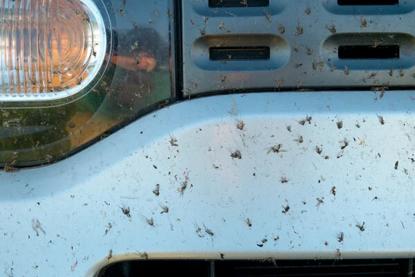 Bug Remover