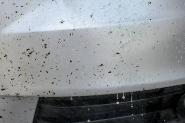 Dependable Bug Remover Maiden NC