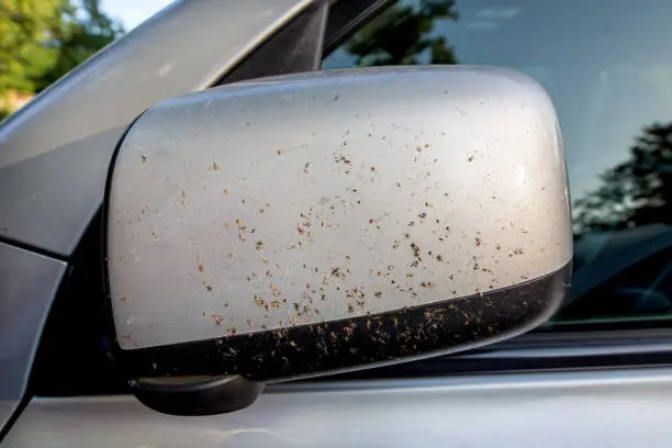 How to Remove Bugs From a Car Maiden NC