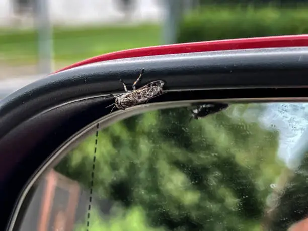 How to Remove Bugs From a Car in Maiden NC