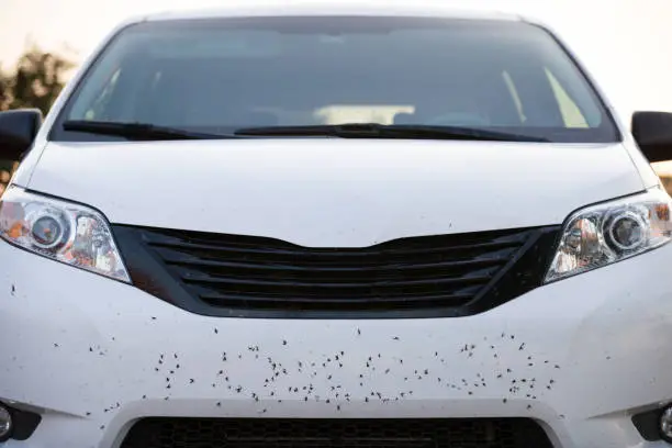 How to Remove Bugs From the Front of a Car Maiden NC