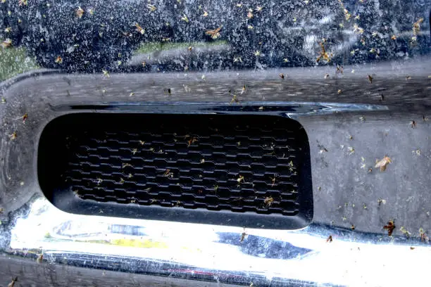 How to Remove Bugs From the Front of a Car in Maiden NC
